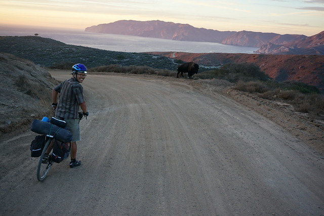 A brush with a buffalo is pretty exciting!